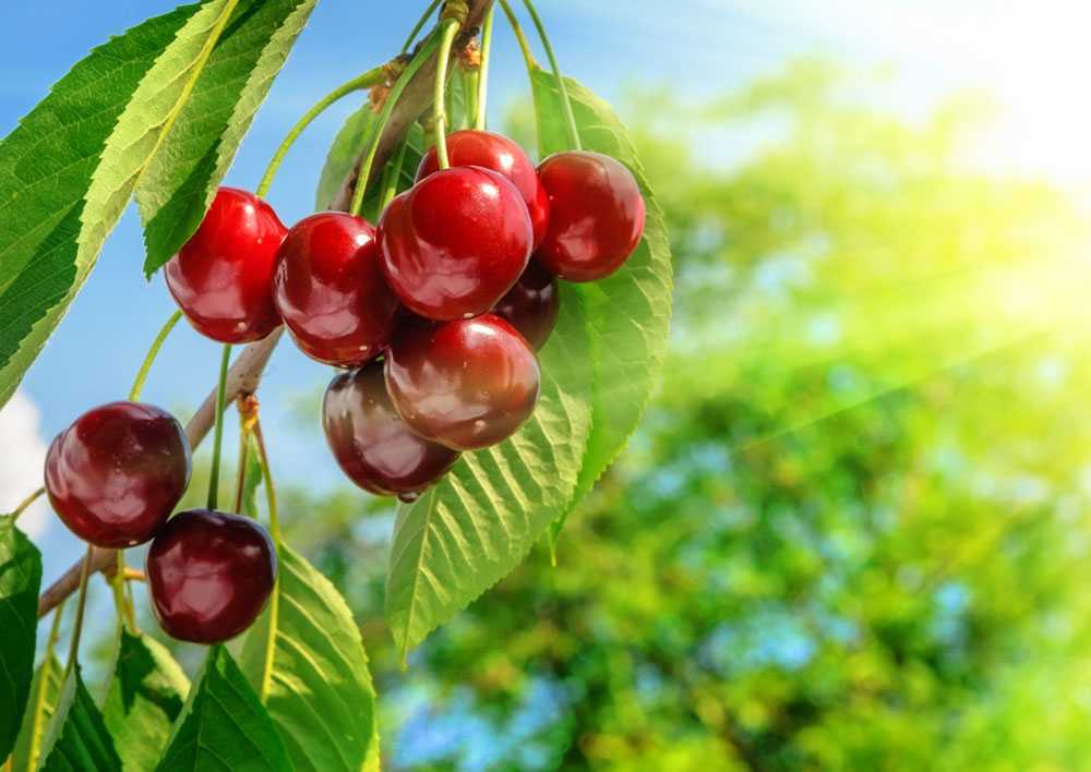 Acerola cherries Acerola cherries