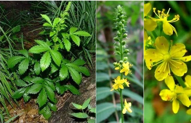 Agrimony