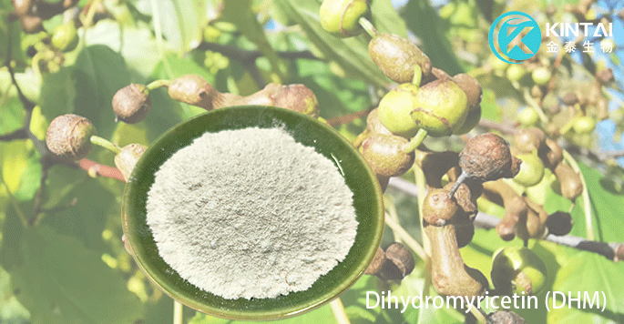 Extraction Process Of Hovenia Dulcis Extraction Process Of Hovenia Dulcis
